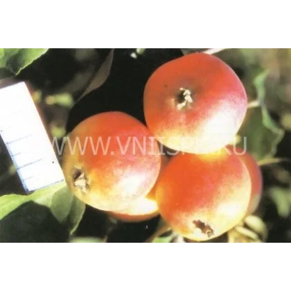 Красные яблоки сорта Тубинское на ветке - Тубинское (Восточное)