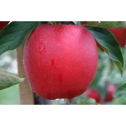 Червоне яблуко на гілці - Ювілей Москви