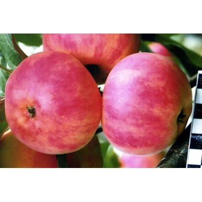 Красные яблоки сорта ЮБИЛЕЙНОЕ ШЕВЧЕНКО на ветке