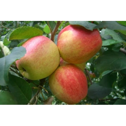 Красно-желтые яблоки на ветке - Удача