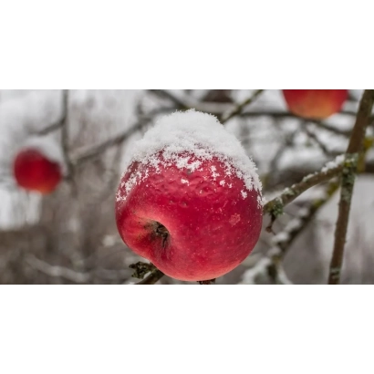 Червоне яблуко зі снігом на гілці - Уманське зимове