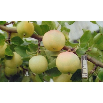 Яблоки Юнга на ветке