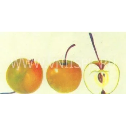Три яблока: два целых и одно разрезанное пополам, показывающее сердцевину - Уральское наливное