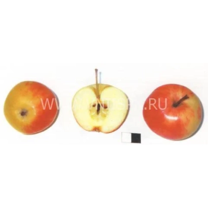 Красное яблоко Уралец, разрезанное пополам, на белом фоне