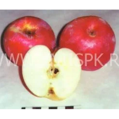 Красные яблоки Услада, одно разрезано пополам