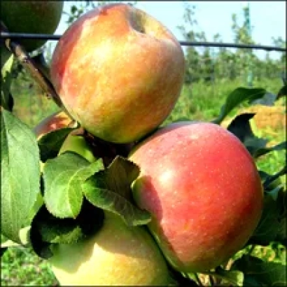 Червоні яблука на гілці - Ювілейне Міс