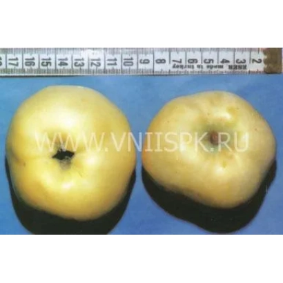 Два жовті яблука на синьому фоні з написом WWW.VNIISPK.RU - Південний