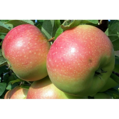 Червоно-зелені яблука на гілці - Василиса