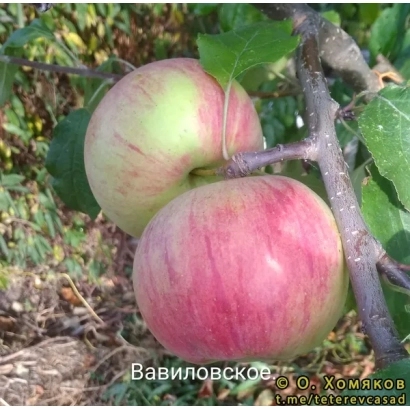 Яблука сорту Вавиловське на гілці - ВАВИЛОНСЬКИЙ