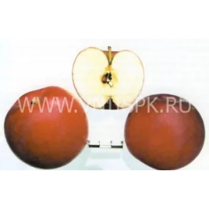 Красные яблоки Веньяминовское, одно разрезано пополам