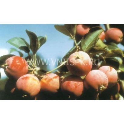 Veselovka apples on a branch