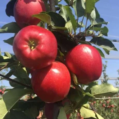 Червоні яблуки сорту Вікторія на гілці