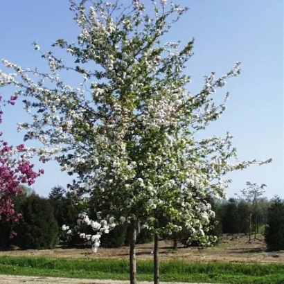 Blooming apple tree Winter Gold against a field background