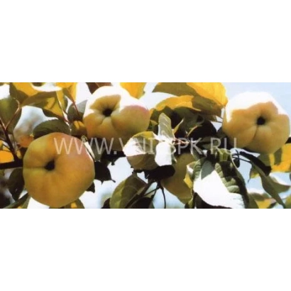 Vita apples on a branch