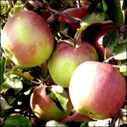 Червоно-зелені яблука на гілці - Онучка