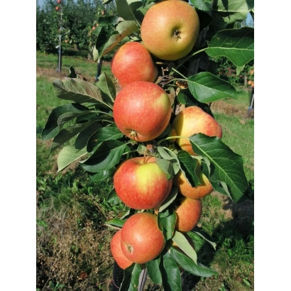 Червоні яблуки сорту Захоплення на гілці яблуні