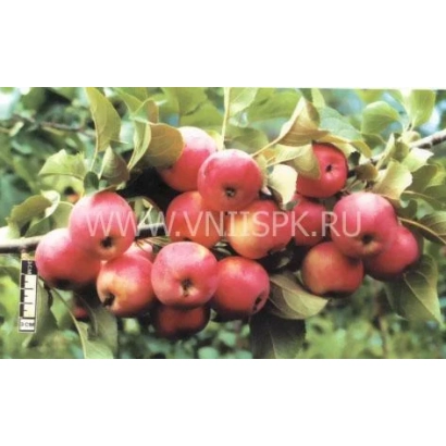 Red apples on an apple tree branch - Fruit Tree