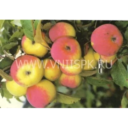 Красные и жёлтые яблоки на ветке - Зарянка