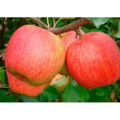 Червоні яблука на гілці - Зарі