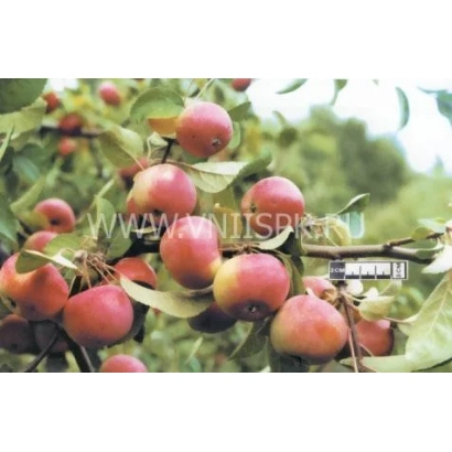 Red apples on an apple tree branch - Heavenly