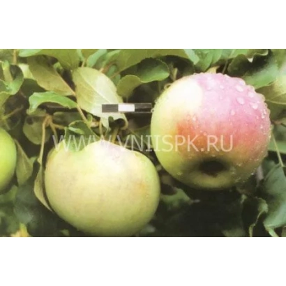 Красное яблоко с каплями воды на ветке - Здоровье