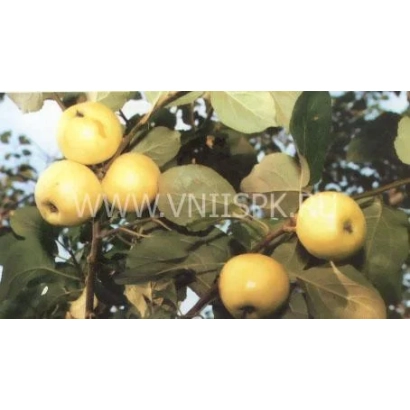 Apples on a branch, variety Green Juicy