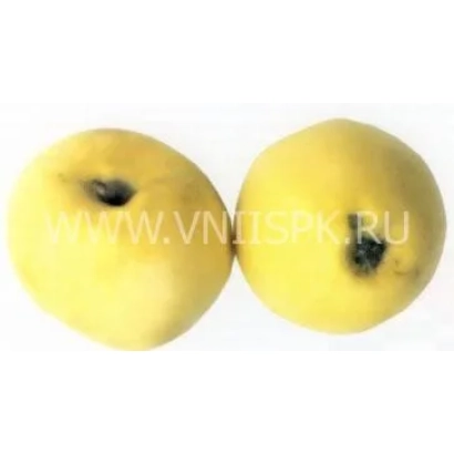 Two yellow ribbed apples on a white background