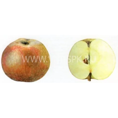 Apple variety Winter MOSVIR