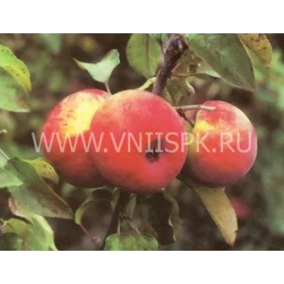 Winter Striped apples on a branch