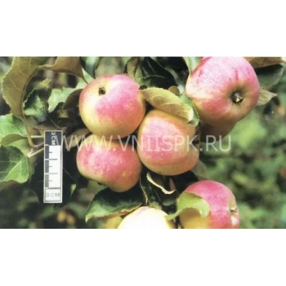 Apples of the Winter saffron variety on a branch