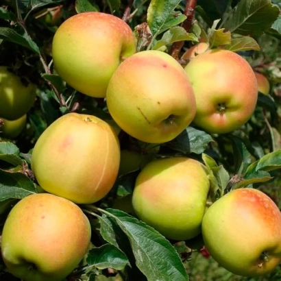 Спелые яблоки сорта ЗЛАТО на ветке