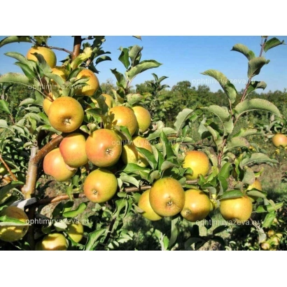 Golden Flow apples on apple tree branches