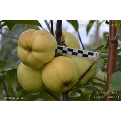 Яблоки сорта ЗАУК 17 на ветке с меткой