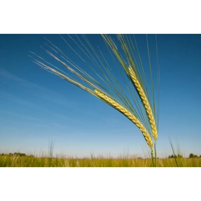 Стебли ячменя на фоне голубого неба - Акордине