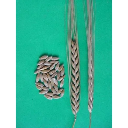 Зерно ячменя ЯК 401 и колоски на зелёном фоне