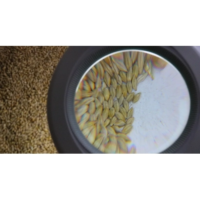 Зерно ячменя в лупе - АЛТАЙСКИЙ 22