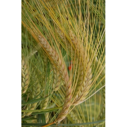 Степь с колосками ячменя - Яровит