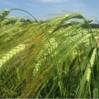 Поле ячменя Атлант Миронивский на фоне голубого неба