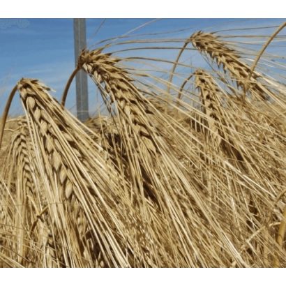 Поле ячменя на фоне голубого неба - Белла