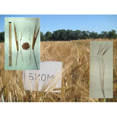 Стебли ячменя с меткой БИОМ на фоне поля