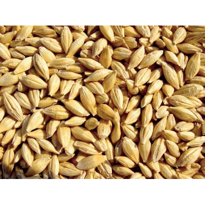 Зерно ячменя на фоне - БУСЛИК