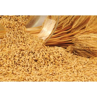 Ячмень в прозрачной банке на фоне зерен - ЧИЛЛ