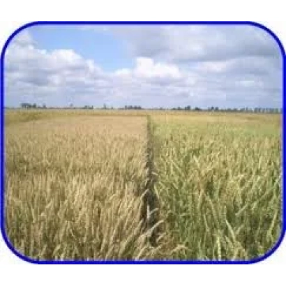 Поле ячменя на фоне голубого неба с облаками - Чудовий