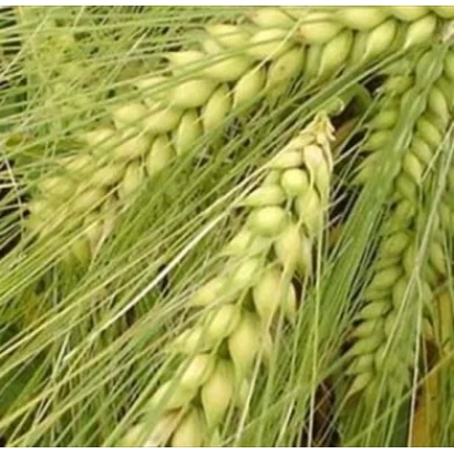 Стебли ячменя на фоне поля - Дев'ятий вал