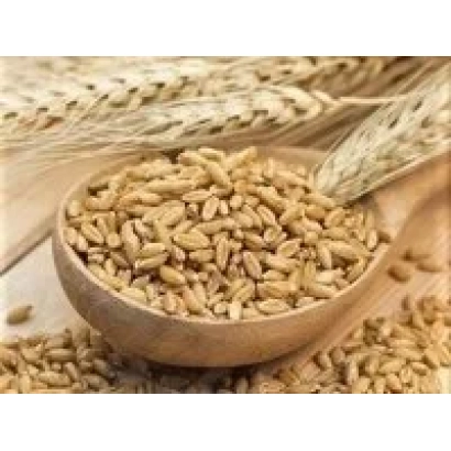 Ячмень в деревянной ложке на фоне колосков - Диво Носивщини