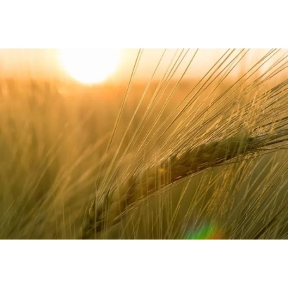 Зерно ячменя на фоне заката - Днистер