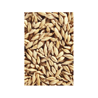 Зерно ячменя Доказ