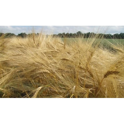 Поле ячменя Докучаївський 15