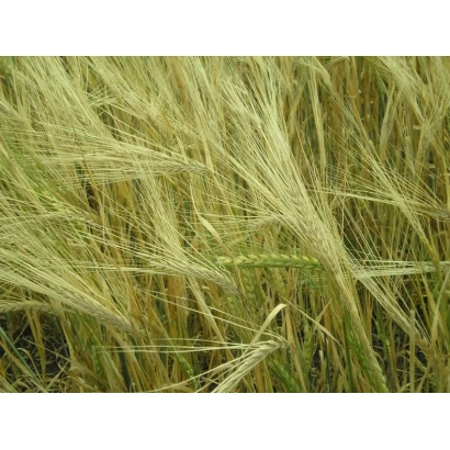 Зерно ячменя Донецький 15 на поле