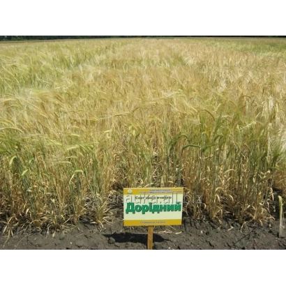 Поле ячменя с вывеской Доридний